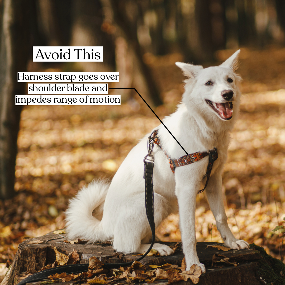 Guide How Should a Harness Fit on a Dog and More Tails of Connection How to connect with my dog online dog training strengthen your bond dog owners